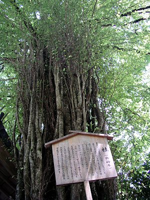 貴船神社 桂(御神木) 貴船神社 桂(御神木)