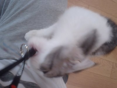 猫猫ニャンニャン猫ニャンニャン