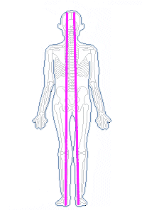 筋筋膜経線