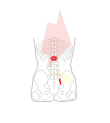 右仙腸関節と腰の骨1番