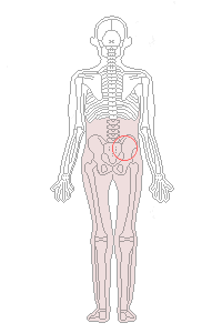 右仙腸関節と足、腰部の筋肉