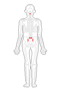 頚椎2番　仙腸関節、腰椎5番