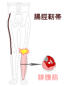 腓腹筋と腸脛靭帯