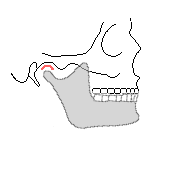 顎関節の関節円盤