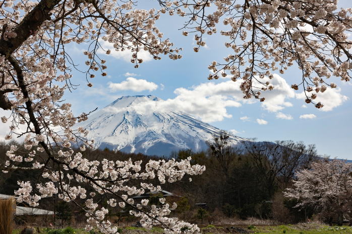 忍野の春