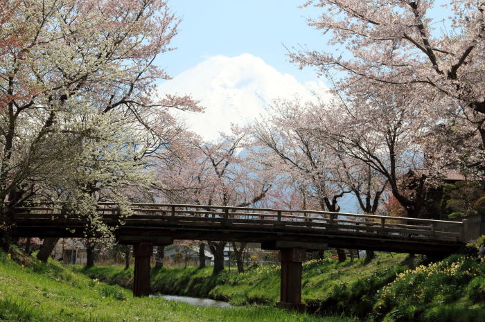 富士と桜