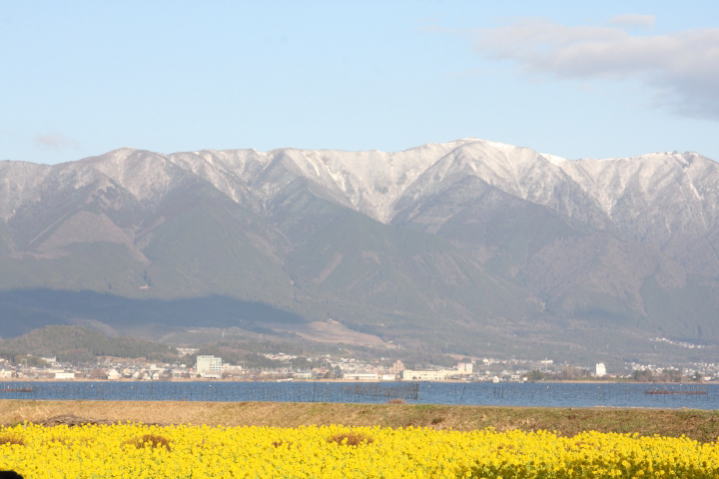 菜の花と雪を抱いた比良山