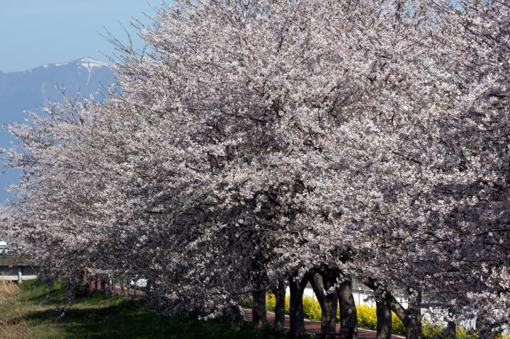 白鳥川の桜
