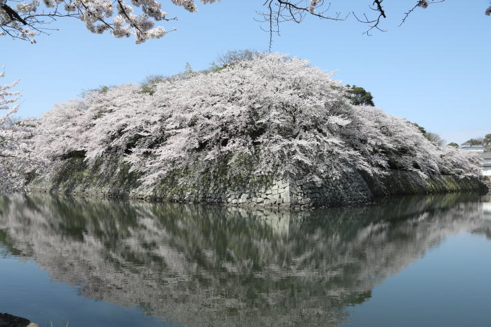 彦根城の桜