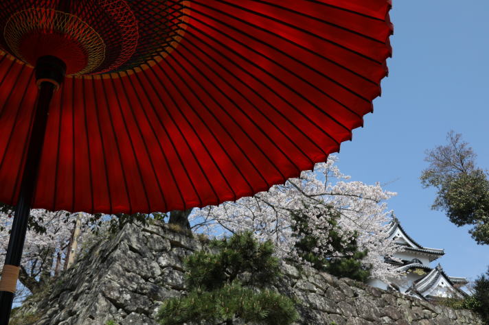 彦根城の桜