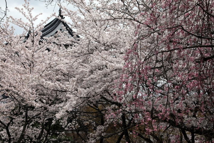 彦根城の桜