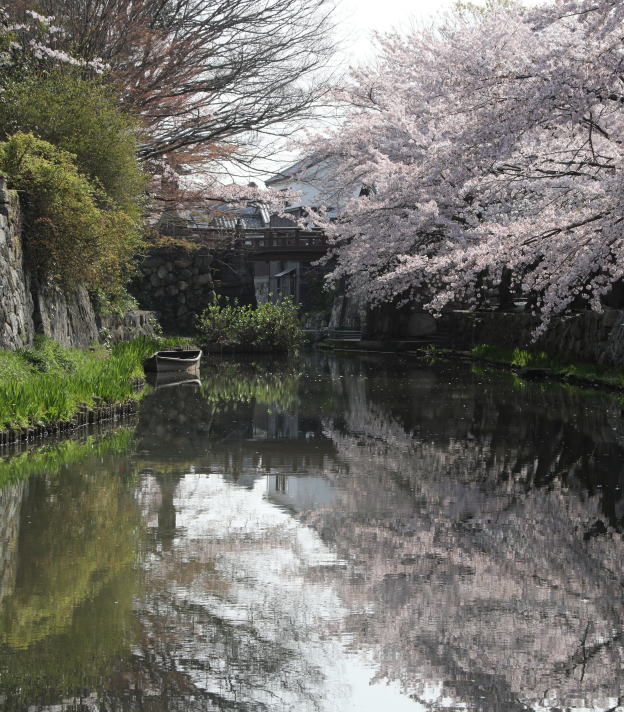 春の八幡堀