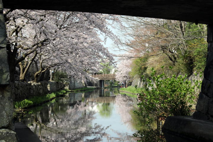 春の八幡堀