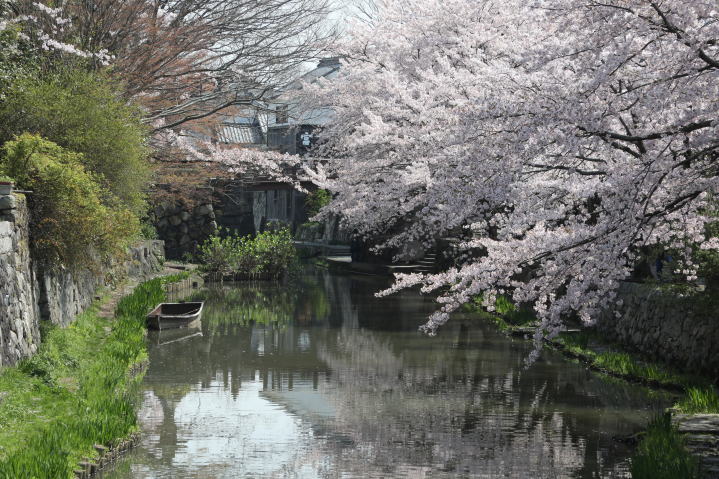 春の八幡堀