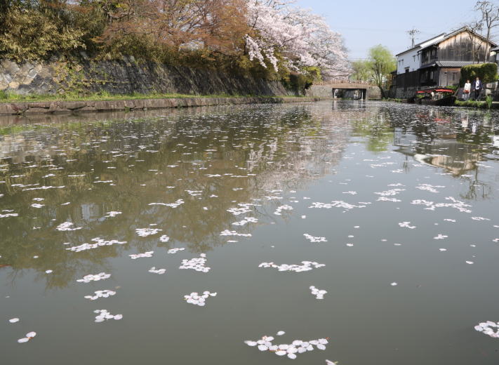 春の八幡堀