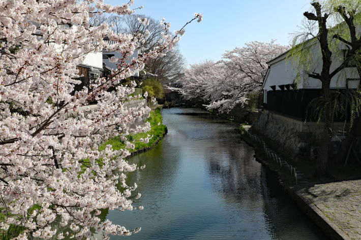 春の八幡堀
