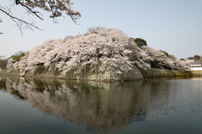 彦根城の夜桜