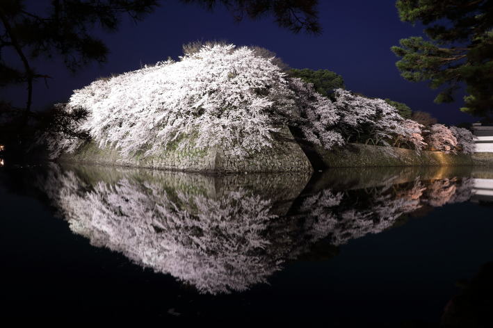 彦根城の夜桜