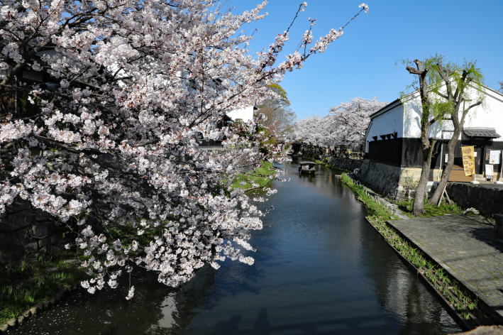 春の八幡堀