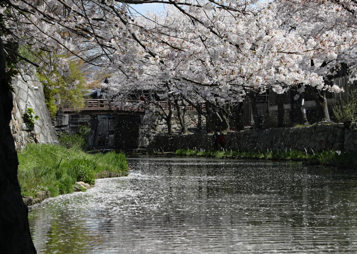 春の八幡堀