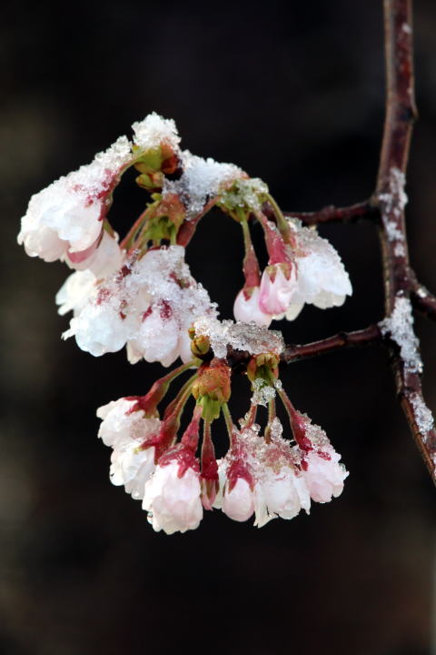 白鳥川の桜(春の雪)