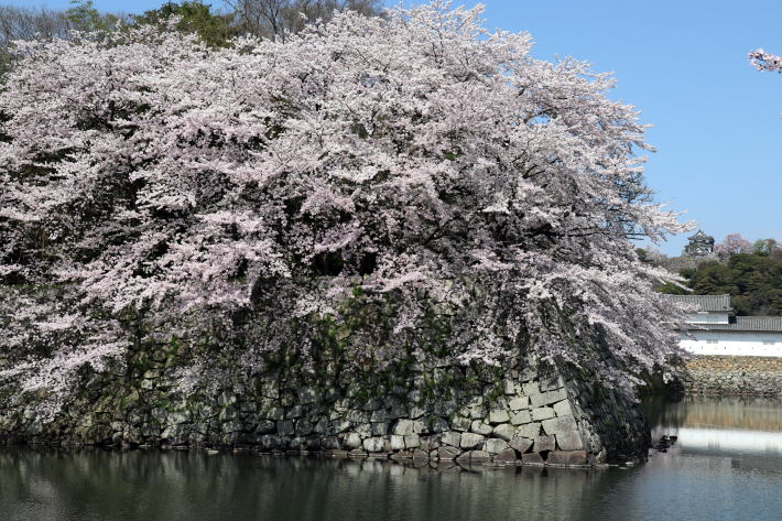 彦根城の桜