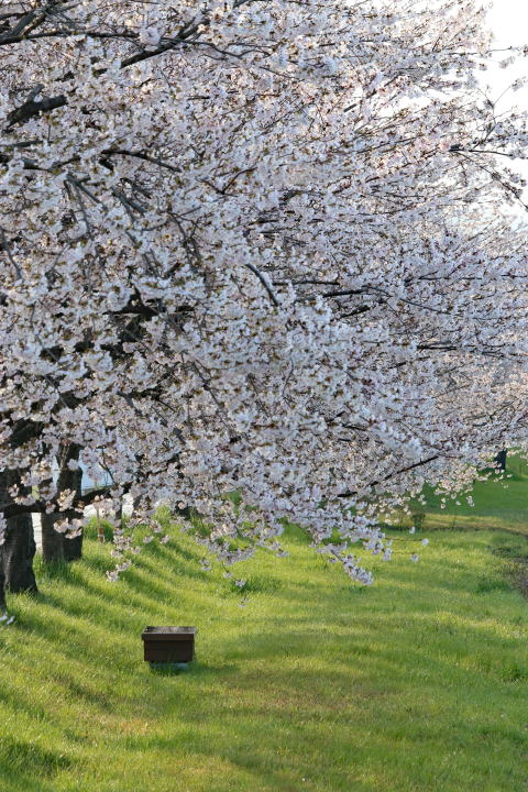 白鳥川の桜