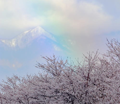 桜と虹
