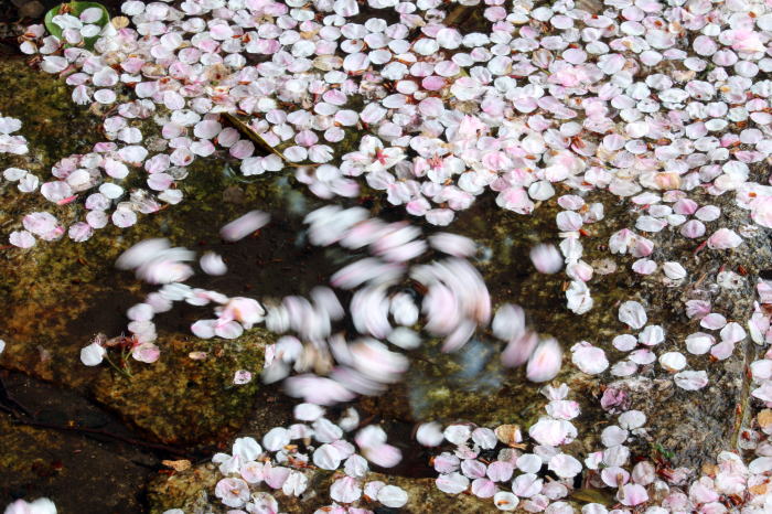 桜の渦