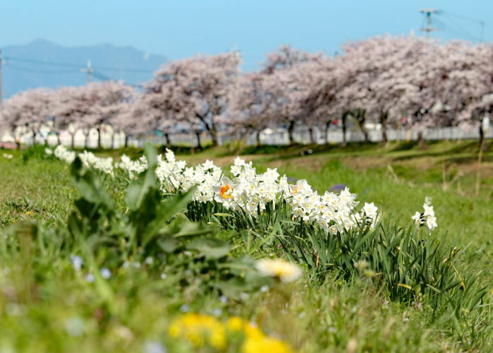 白鳥川の桜