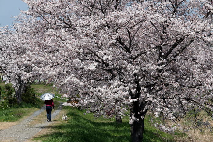 白鳥川の桜