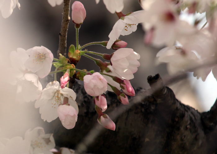 白鳥川の桜