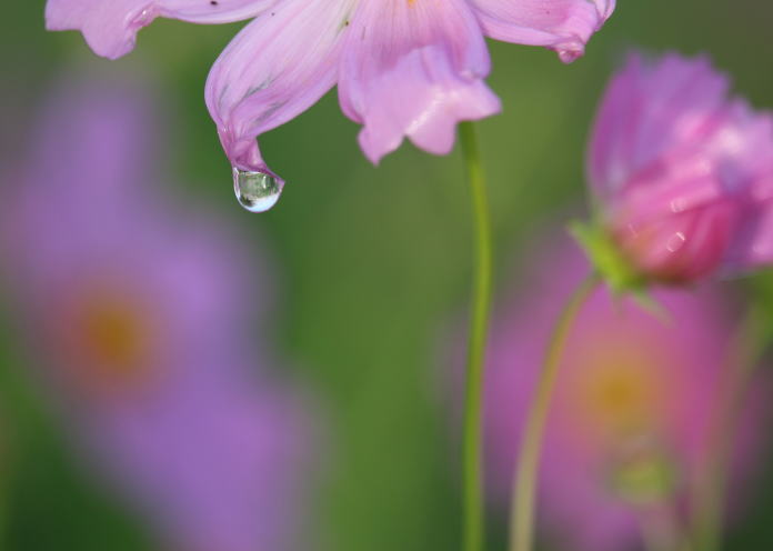 秋桜に水滴