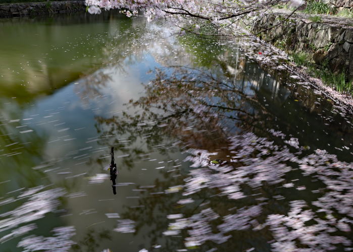 八幡堀の桜