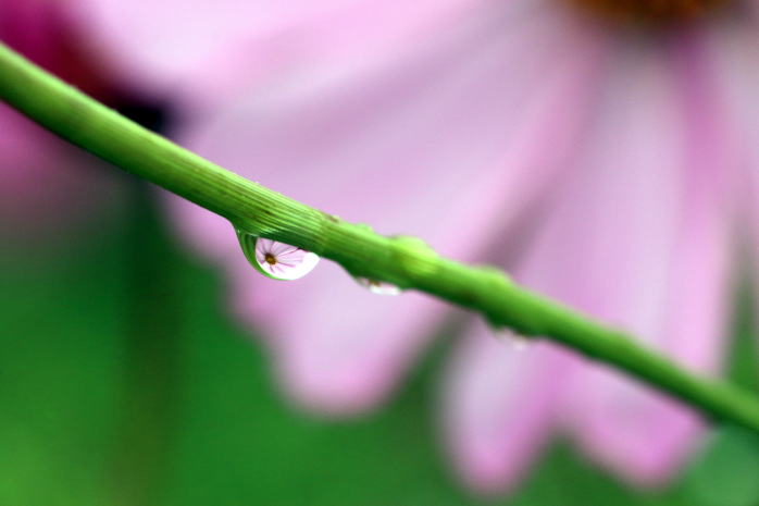雫の中の秋桜