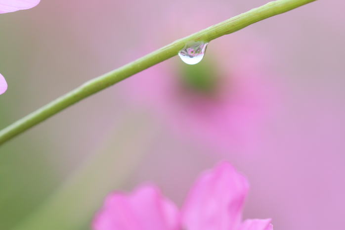 秋桜と水滴