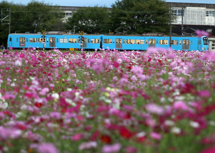 コスモス畑と近江鉄道