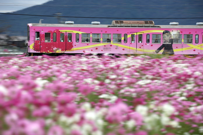 秋桜の中をいく近江鉄道