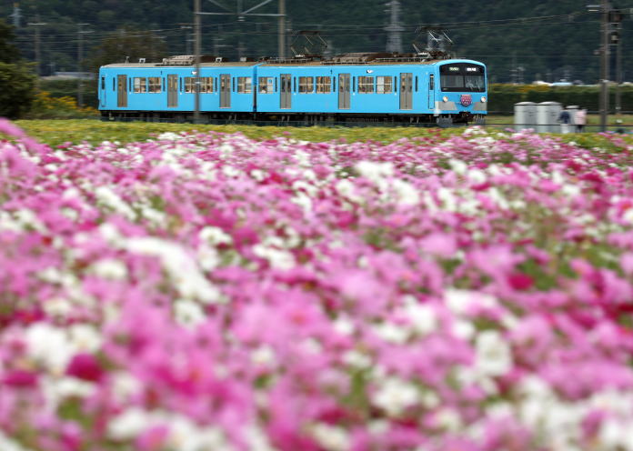 秋桜のそばをいく近江鉄道