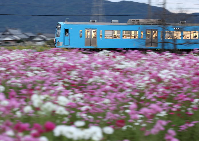 夕暮れの秋桜と近江鉄道