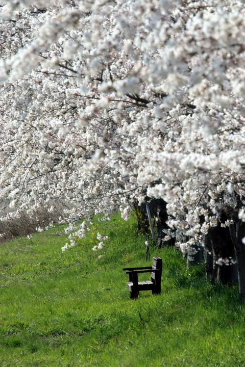 白鳥川の桜