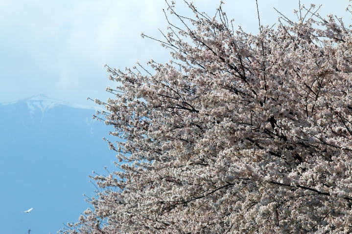 白鳥川の桜