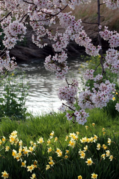 白鳥川の桜