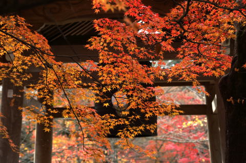 常寂光寺の紅葉