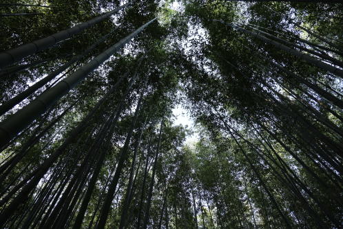 竹林
