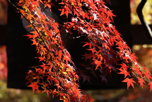 梵鐘と紅葉