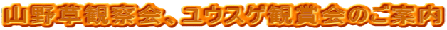 R쑐ώ@AEXQϏ܉̂ē