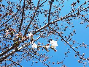 s-20200326_cherry.jpg