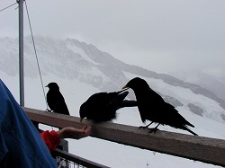 200707swiss(16).jpg