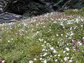 200707swiss(17).jpg